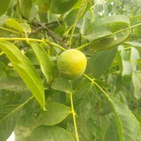 باغ گردو واسه اجاره میخوام