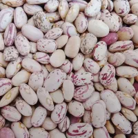 لوبیا نو تازه  زود رس بشرط