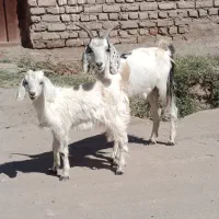 حراج بز زاییده فقط 15/800