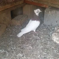 کبوتر|پرنده|قلعه گنج, |دیوار