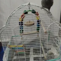 عروس با قفس