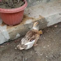 مرغابی تخم گذار