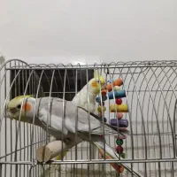 عروس هلندی سخنگو