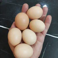 تخم مرغ رسمی تمام ارگانیک ،