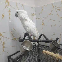 طوطی کاکادو امبرلا