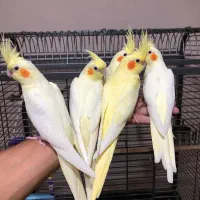عروس هلندی رام وسخنگو نر وماده