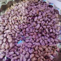لوبیا چیتی بالسین