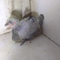 جوجه سبز