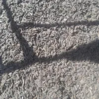 تخمه آفتابگردان