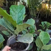 گل آپارتمانی و فضای سبز