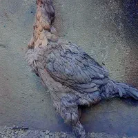 ۶تا مرغ لاری حراج