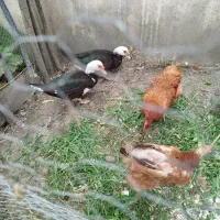 فروش دو عدد اردک اسرائیلی ماده ویه خروس