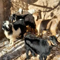 بزقاله  ماده بز