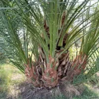فروش انواع پاجوش نخل