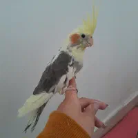 کفتر جفت عروس هلندی