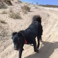 سگ قدرجونی نگهبان
