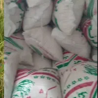 برنج کشت دوم  بشرط