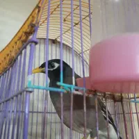 مرغ مینا دو ساله حرف زن