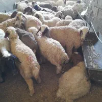 میش بومی