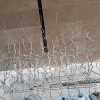 حفاظ  شاخ گوزنی