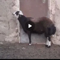 شیشک افشاری جنس