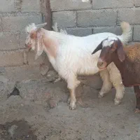 بزغاله نرشیری چاق چاق