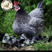 تخم‌نطفه‌دار وجوجه یک روزه تایک‌ماهه