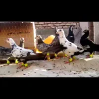 9تا کفتر شهرستان کاشمر
