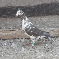 بزک|پرنده|مشهد, انصار|دیوار
