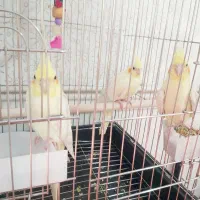 جفت عروس هلندی لوتینوبا جوجه