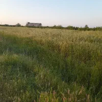 گندم مرکبات