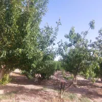 باغ شهری بیضا همراه سهمیه اب داعم