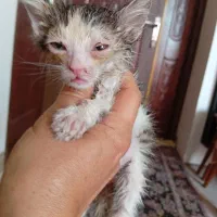 بچه گربه رنگی