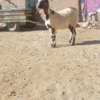 بز افغان درجه یک