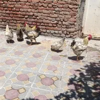 5خروس جوان و 3عدد مرغ تخمگذار