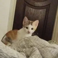 واگذاری بچه گربه ۳ماهه