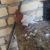 کله ای نره زرد