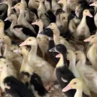 اردک محلی  اردک محلی ۱۵ روزه و ۲۰ روزه واکسن‌خورده