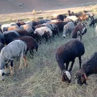 61راس میش و شیشک میش درجه یک