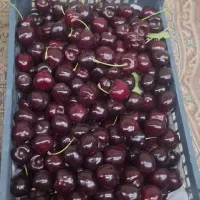 گیلاس تک دانه
