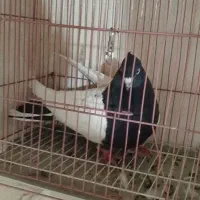 کبوتر گرفتنی