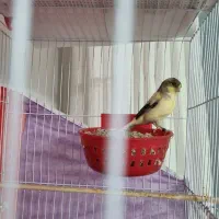 قناری ماده تخت کرده