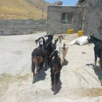 دو بزوبزغاله و سه بز چاق و هیکلی داشتی و گوشتی