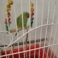 طوطی ملنگو