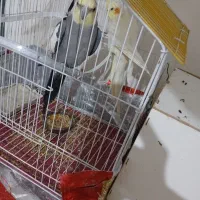 عروس هلندی