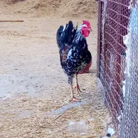 خروس درشت و محلی