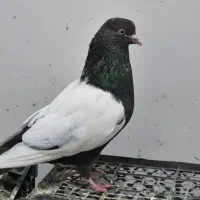 کبوتر سینه