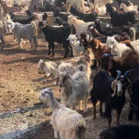 کهره بز