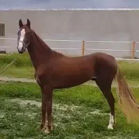 نریان ترکمن ۲به۳سال مدرک دار