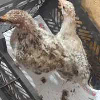 جوجه محلی